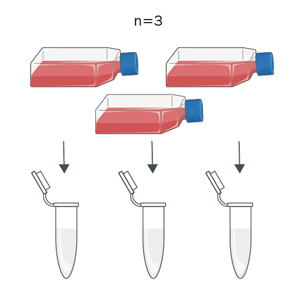 Biological Replicates