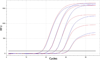 Exemplary qPCR amplification plot