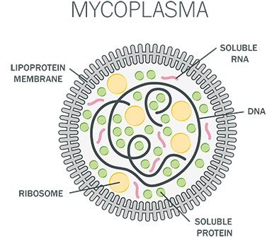 Mycoplasma Structure